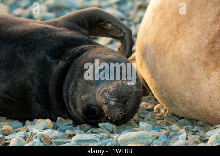 Éléphant de mer du sud (Mirounga leonina) mère & pup, Saint Andrews Bay, île de la Géorgie du Sud, l'Antarctique Banque D'Images