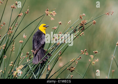 Carouge (jaune Xanthocephalus xanthocephalus) assis sur les roseaux. Frank Lake, Alberta, Canada Banque D'Images