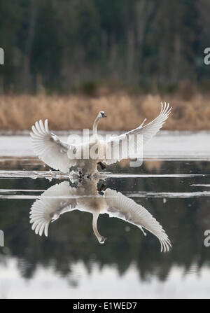 Un cygne trompette du flare ses ailes pendant un atterrissage sur l'eau près de la ferme de Sieffert à Comox. La vallée de Comox Comox Vancouver Banque D'Images