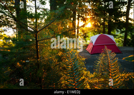 Un tentsite est baignée de lumière du matin au camping de Zuiderzee Resort juste à l'extérieur de Nanaimo. Nanaimo Vancouver Island Banque D'Images