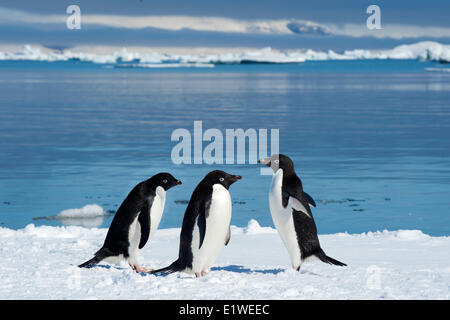 Les manchots Adélie (Pygoscelis adeliae) Le repos par la banquise, l'île de pétrels, Péninsule Antarctique Banque D'Images