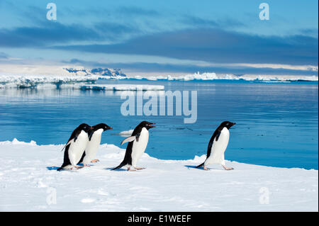 Les manchots Adélie (Pygoscelis adeliae) Le repos par la banquise, l'île de pétrels, Péninsule Antarctique Banque D'Images