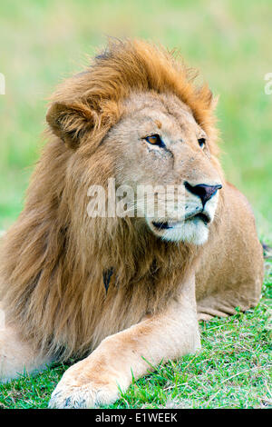 Homme African lion (Panthera leo), Masai Mara, Kenya, Afrique de l'Est Banque D'Images