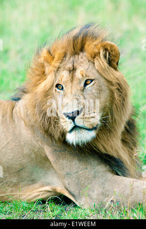 Homme African lion (Panthera leo), Masai Mara, Kenya, Afrique de l'Est Banque D'Images