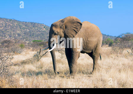 Savannah Bull elephant (Loxodonta africana), Samburu National Park, Kenya, Afrique de l'Est Banque D'Images
