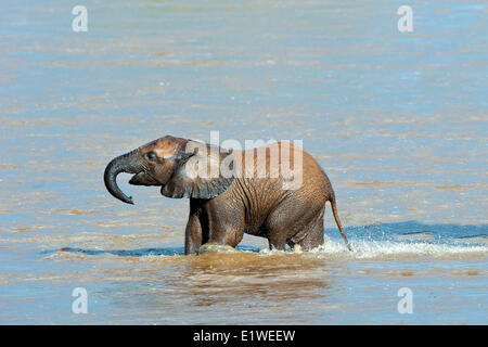 Éléphant de savane d'Afrique (Loxodonta africana) veau traversant la rivière Ewaso Ng'iro, Samburu National Park, Kenya, Afrique de l'Est Banque D'Images