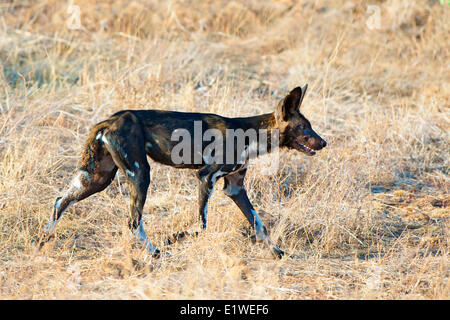 Chien sauvage d'Afrique (Lycaon pictus) chasse, Samburu National Park, Kenya, Afrique de l'Est Banque D'Images