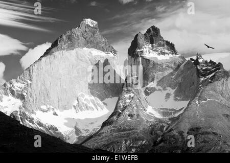 Mâle adulte condor des Andes (Vultur gryphus), Parc National Torres del Paine, dans le sud de la Patagonie, au Chili Banque D'Images