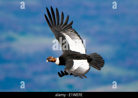 Mâle adulte condor des Andes (Vultur gryphus), Parc National Torres del Paine, dans le sud de la Patagonie, au Chili Banque D'Images