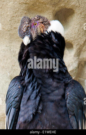 Mâle adulte condor des Andes (Vultur gryphus), Parc National Torres del Paine, dans le sud de la Patagonie, au Chili Banque D'Images