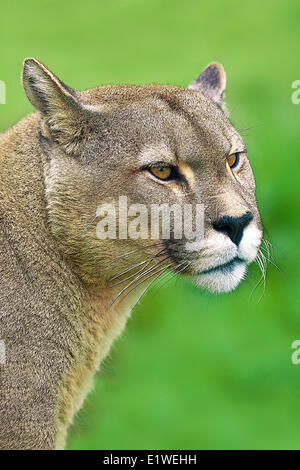 Communauté andine puma (Felis concolor), Parc National Torres del Paine, dans le sud de la Patagonie, au Chili Banque D'Images