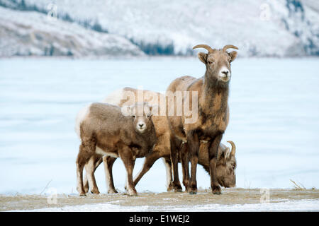 Mouflons, brebis et l'agneau (Ovis canadensis), Jasper National Park, Alberta, Canada Banque D'Images