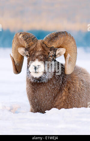 Ram mouflon (Ovis canadensis), avec le gel-museau couvert à -28C, Jasper National Park, Alberta, Canada Banque D'Images