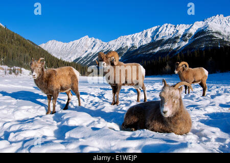 Le mouflon d'béliers et brebis (Ovis canadensis), avec le gel-museau couvert à -28C, Jasper National Park, Alberta, Canada Banque D'Images