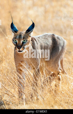 Caracal (Caracal caracal ) la chasse, le Parc National de Samburu, Kenya, Afrique de l'Est Banque D'Images