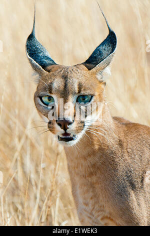 Caracal (Caracal caracal ) la chasse, le Parc National de Samburu, Kenya, Afrique de l'Est Banque D'Images