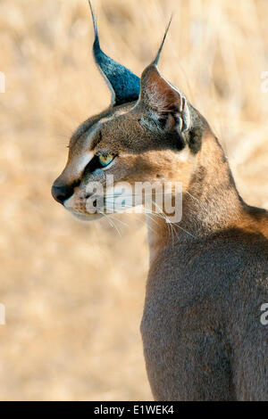 Caracal (Caracal caracal ) la chasse, le Parc National de Samburu, Kenya, Afrique de l'Est Banque D'Images