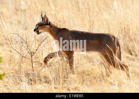 Caracal (Caracal caracal ) la chasse, le Parc National de Samburu, Kenya, Afrique de l'Est Banque D'Images