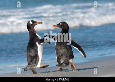 Manchots papous (Pygoscelis papua) se chamailler sur le littoral, les îles Falkland, le sud de l'océan Atlantique Banque D'Images