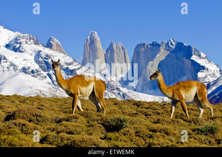 Des profils des guanacos (Lama guanicoe), Parc National Torres del Paine, Patagonie, sud du Chili, en Amérique du Sud Banque D'Images