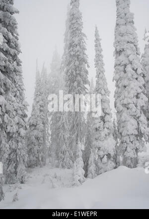 Gelée blanche neige brouillard dans la forêt subalpine d'épinettes d'Engelmann Picea englemannii le sapin subalpin Abies lasiocarpa Big White Mountain Banque D'Images