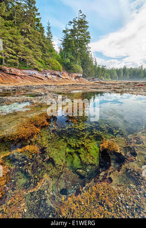 Bassin de marée à Botanical Beach Provincial Park (Colombie-Britannique). Banque D'Images