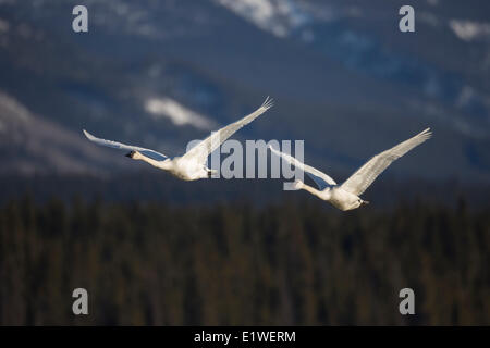 Les cygnes s'envolent, Tagish, au Yukon. Banque D'Images