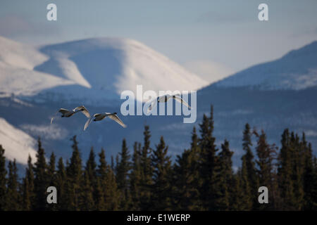 Les cygnes s'envolent, Tagish, au Yukon. Banque D'Images