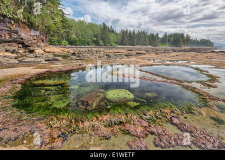 Bassin de marée à Botanical Beach Provincial Park (Colombie-Britannique). Banque D'Images