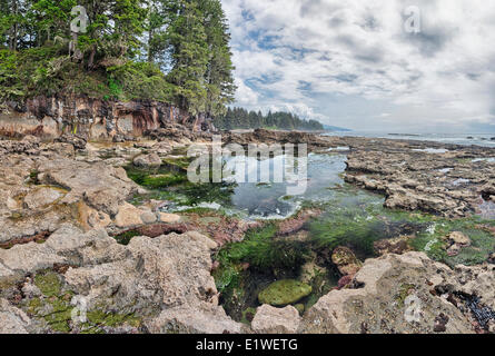 Bassin de marée à Botanical Beach Provincial Park (Colombie-Britannique). Banque D'Images