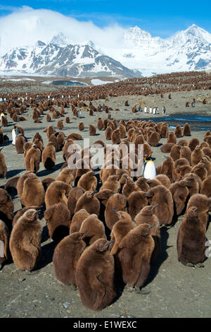 Manchot royal (Aptenodytes patagonicus) Crèche de poussins, île de la Géorgie du Sud, l'Antarctique Banque D'Images