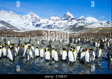 Le manchot royal (Aptenodytes patagonicus) de mue, île de la Géorgie du Sud, l'Antarctique Banque D'Images