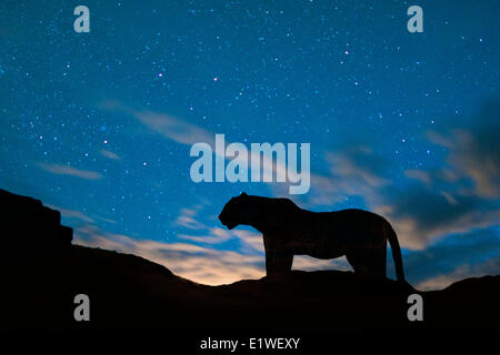 Leopard (Panthera pardus), Masai Mara, Kenya, Afrique de l'Est Banque D'Images