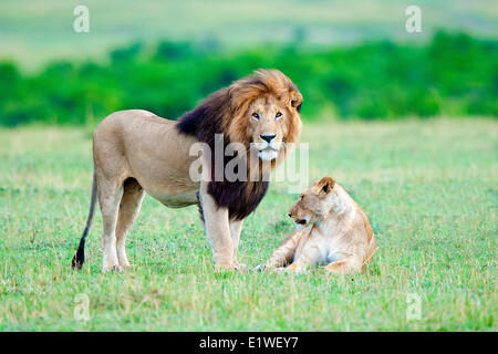 L'accouplement des lions (Panthera leo), Masai Mara, Kenya, Afrique de l'Est Banque D'Images