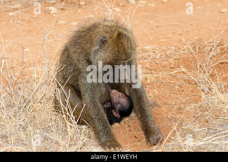 Des babouins Olive (papio anubis) Sciences infirmières tandis que sa mère en fourrages, Kenya, Afrique de l'Est Banque D'Images