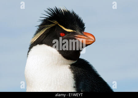 Rockhopper Penguin (Eudyptes chrysocome), îles Falkland, le sud de l'Océan Atlantique Banque D'Images