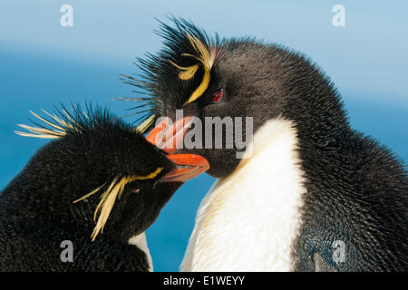 Gorfous sauteurs (Eudyptes chrysocome), couple, Îles Falkland, le sud de l'Océan Atlantique Banque D'Images