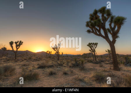 Joshua trees at sunset, Joshua Tree National Park en Californie. Banque D'Images