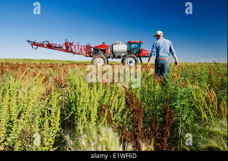 Un homme dans le champ de mauvaises herbes scouts à côté d'un pulvérisateur enjambeur, près de Moreland, Saskatchewan, Canada Banque D'Images