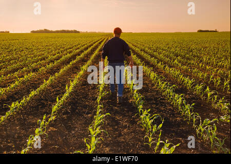 Un agriculteur scouts un domaine de l'alimentation début de croissance/maïs-grain qui s'étend à l'horizon, près de Dugald (Manitoba), Canada Banque D'Images