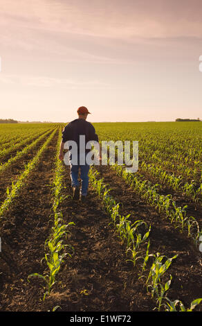 Un agriculteur scouts un domaine de l'alimentation début de croissance/maïs-grain qui s'étend à l'horizon, près de Dugald (Manitoba), Canada Banque D'Images