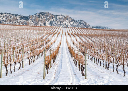 Vignes en hiver entre les villes d'Oliver et Osoyoos, dans le sud de la vallée de l'Okanagan en Colombie-Britannique, Canada. Banque D'Images