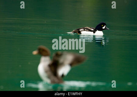 Garrot d'Islande (Bucephala islandica), Allison paire lac près de Princeton (Colombie-Britannique) Banque D'Images