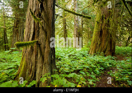 De vieux cèdres (Thuja plicata) dans le Parc Régional de la rivière Snootli, Bella Coola (Colombie-Britannique) Banque D'Images
