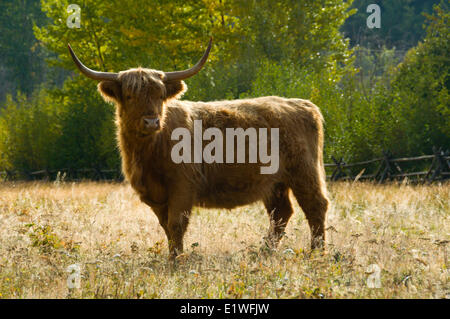 Une vache Highland est en alerte dans Tatlayoko Valley (Colombie-Britannique) Banque D'Images