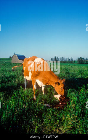 Guernesey et vache veau nouveau-né, North Wiltshire, Prince Edward Island, Canada Banque D'Images