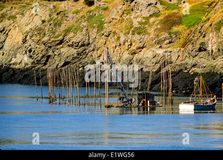 L'érection Weir off Net Phare Swallowtail, Grand Manan Island, dans la baie de Fundy, Nouveau-Brunswick, Canada Banque D'Images