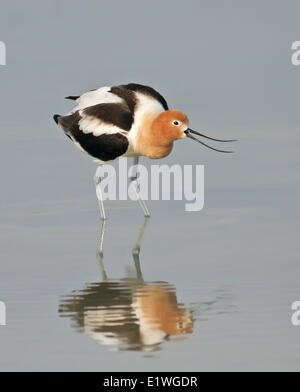 L'Avocette d'Amérique, Recurvirostra americana, debout dans l'eau, de la Saskatchewan, Canada Banque D'Images