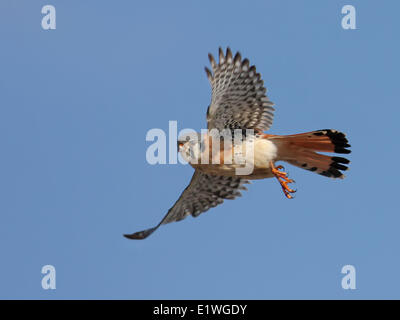 Un mâle Crécerelle d'Amérique, Falco, sparverious en vol et en Saskatchewan, Canada Banque D'Images