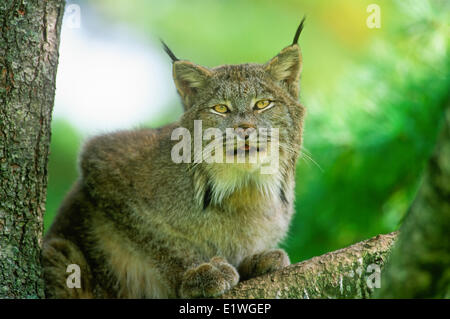 Lynx (Felis lynx), Banque D'Images